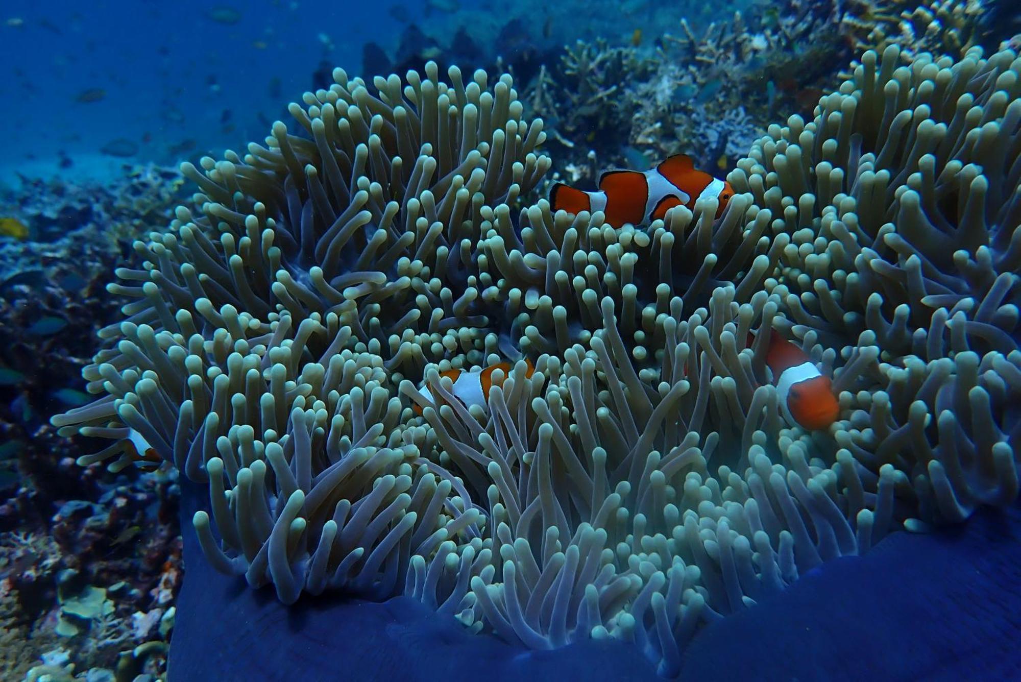 Wai Resort - Raja Ampat Pulau Birie Luaran gambar
