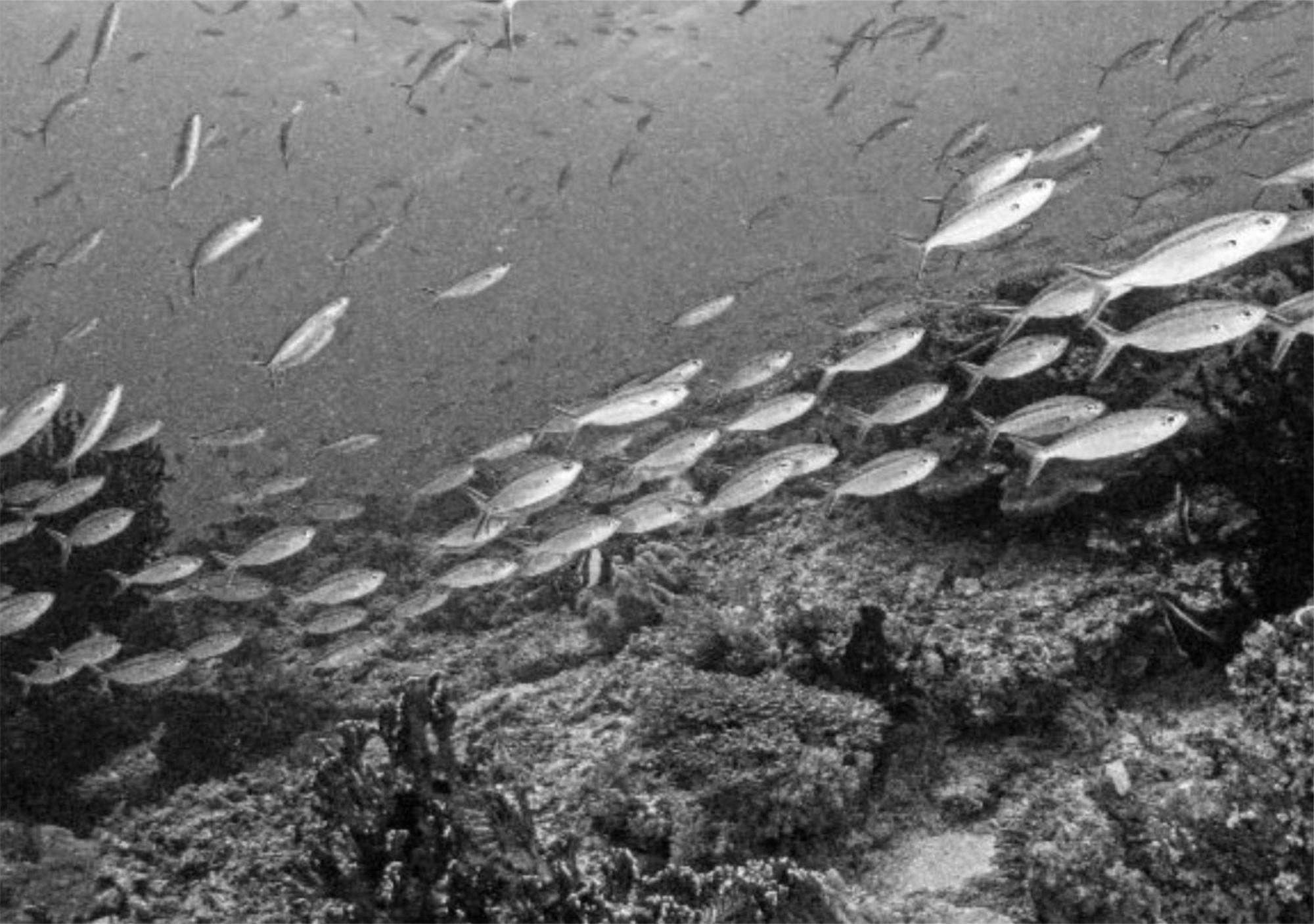Wai Resort - Raja Ampat Pulau Birie Luaran gambar